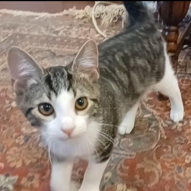 Enlarge Douglas Fir, a Adoptable Domestic Short Hair in Houston, TX image 4/5