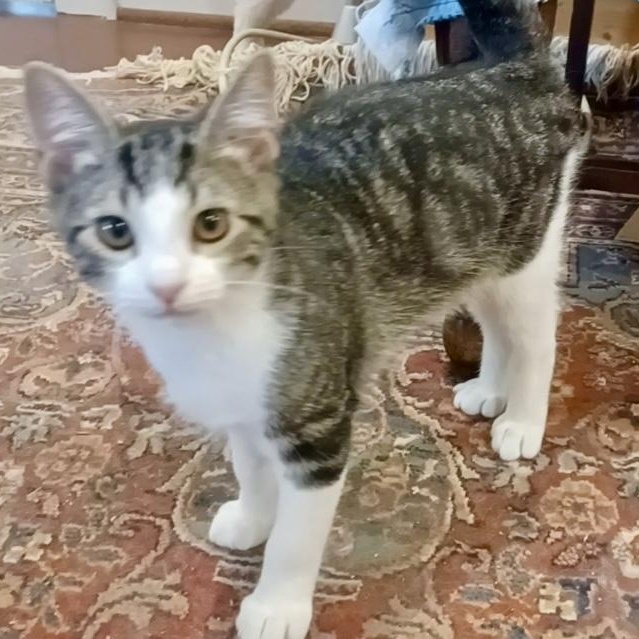 Enlarge Douglas Fir, a Adoptable Domestic Short Hair in Houston, TX image 1/5