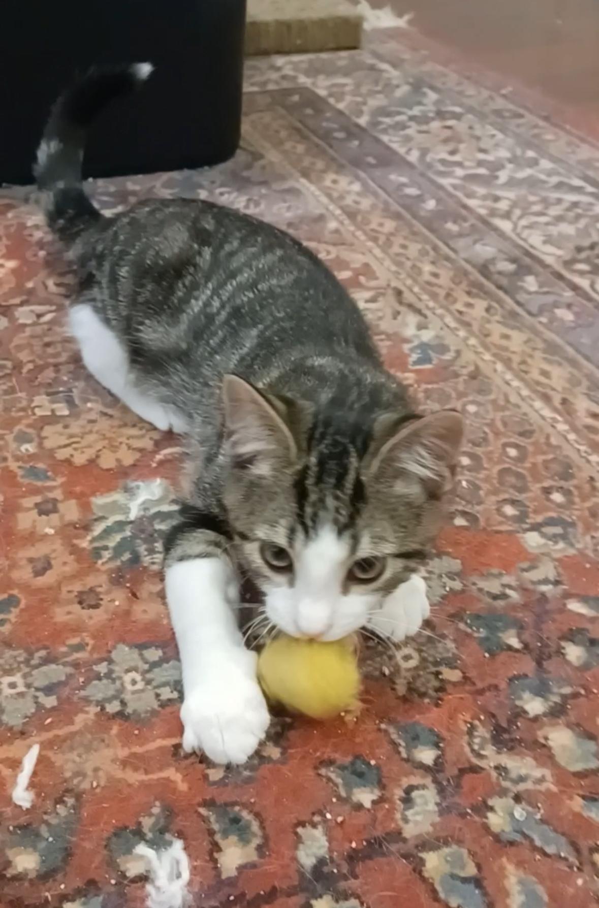 Enlarge Douglas Fir, a Adoptable Domestic Short Hair in Houston, TX image 3/5