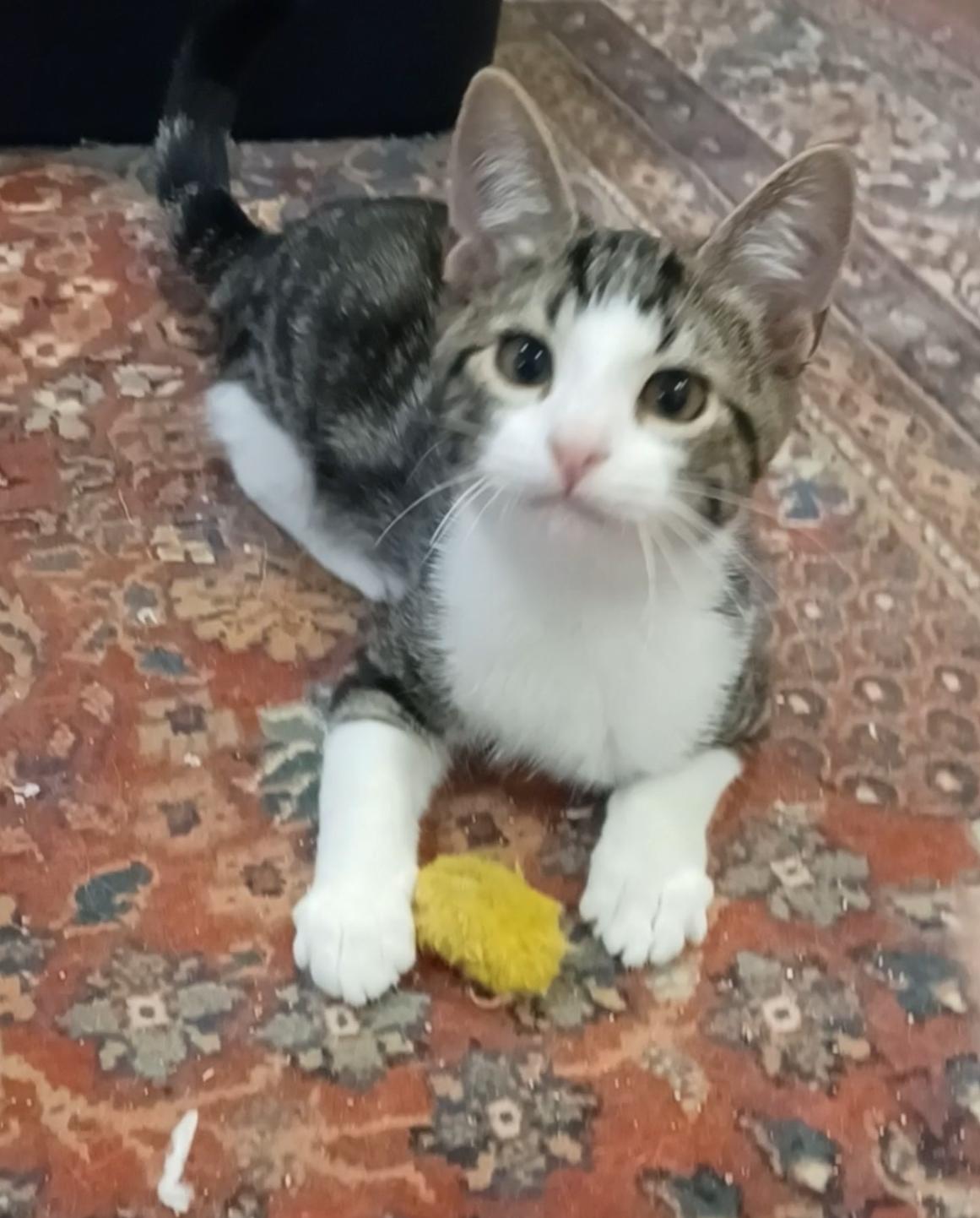 Enlarge Douglas Fir, a Adoptable Domestic Short Hair in Houston, TX image 2/5