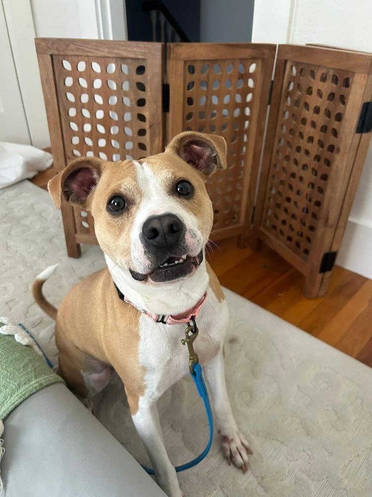 Enlarge Tiny Merv, a Adoptable mixed breed in Saugus, MA image 1/5