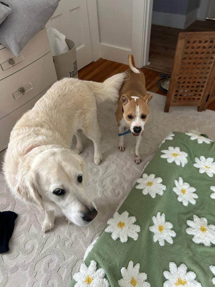 Enlarge Tiny Merv, a Adoptable mixed breed in Saugus, MA image 2/5