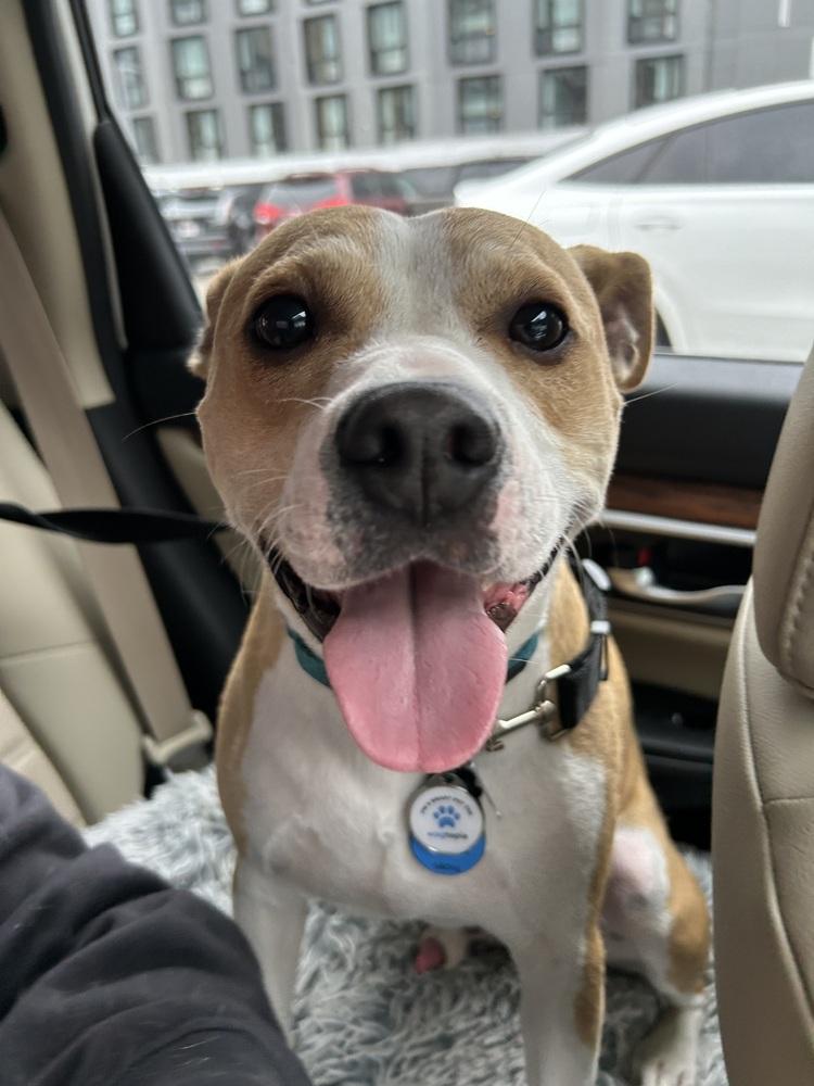 Enlarge Tiny Merv, a Adoptable mixed breed in Saugus, MA image 3/5