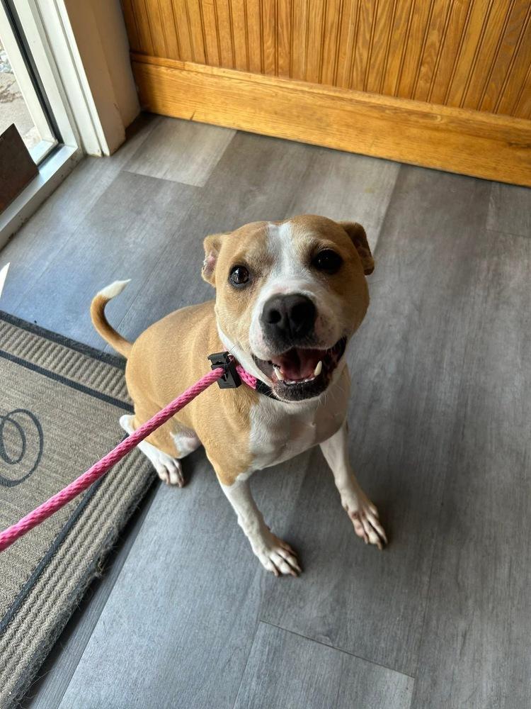 Enlarge Tiny Merv, a Adoptable mixed breed in Saugus, MA image 4/5