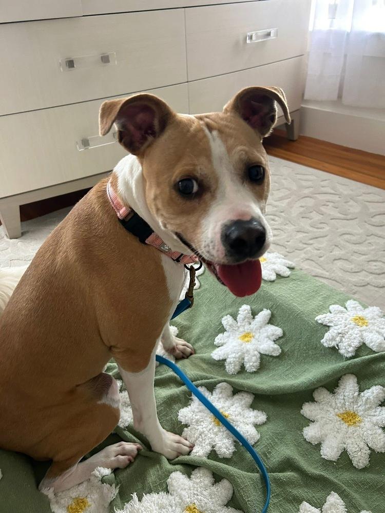 Enlarge Tiny Merv, a Adoptable mixed breed in Saugus, MA image 5/5