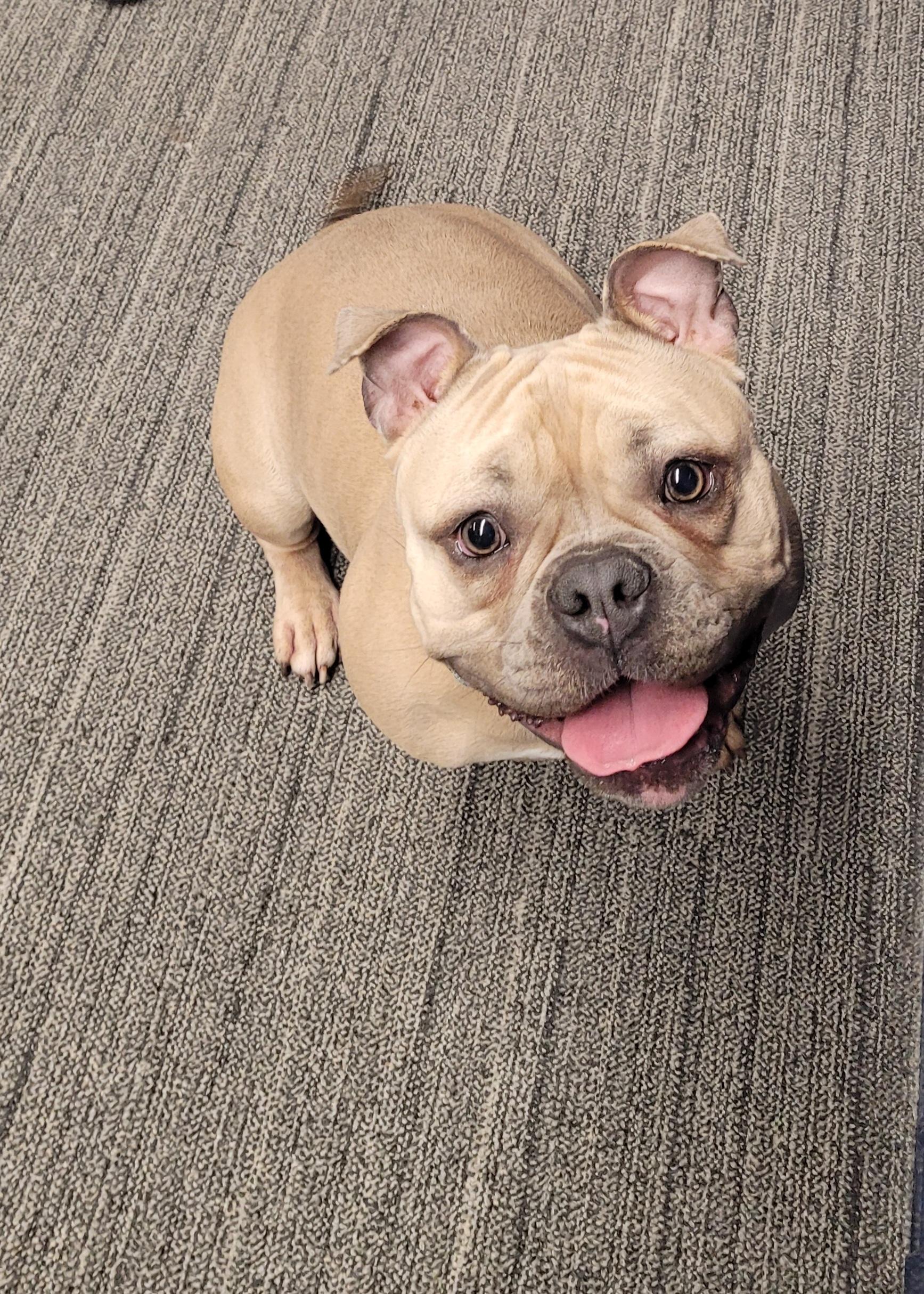 Mango, a Adoptable mixed breed image 1/3