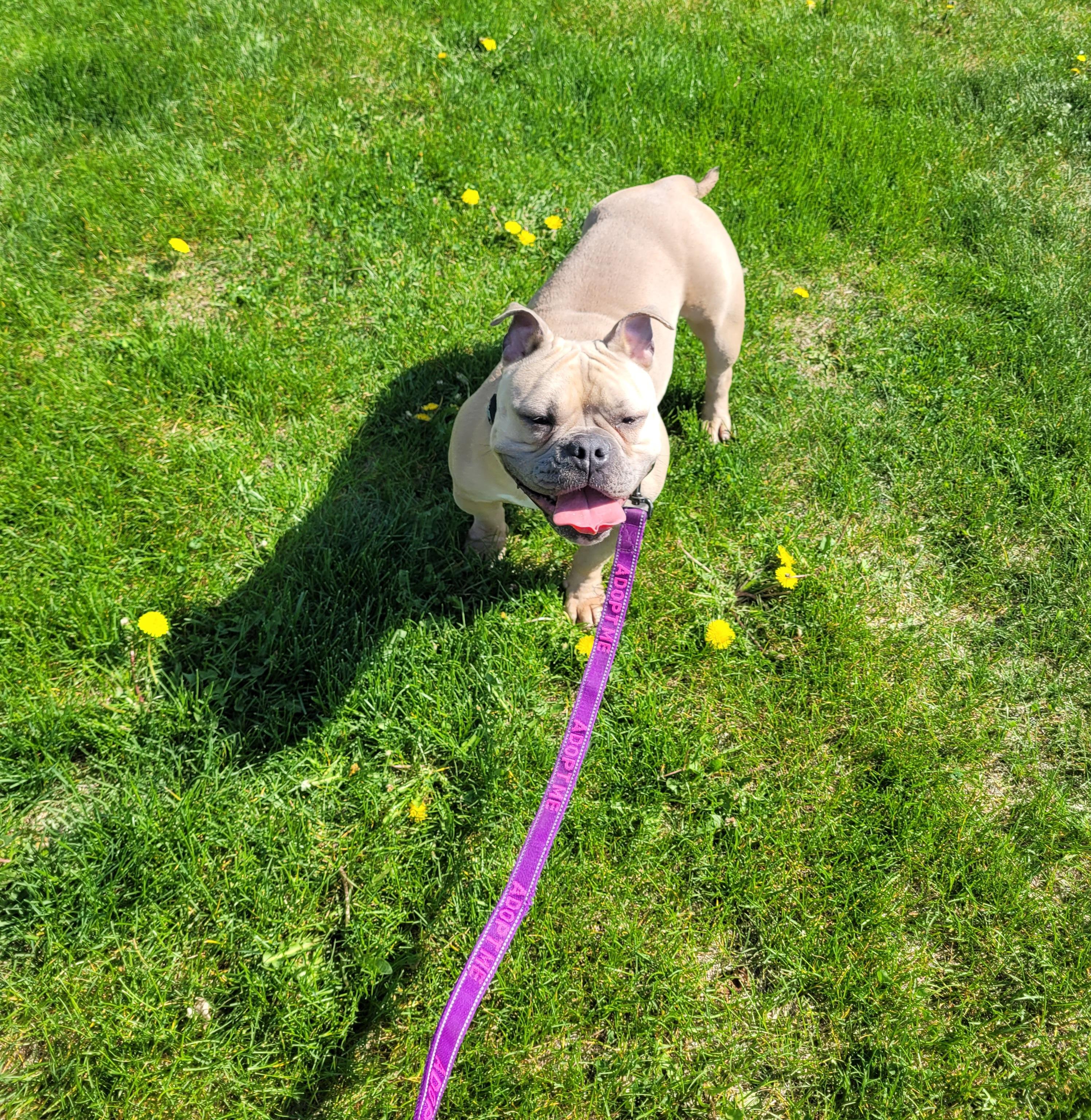 Mango, a Adoptable mixed breed image 2/3