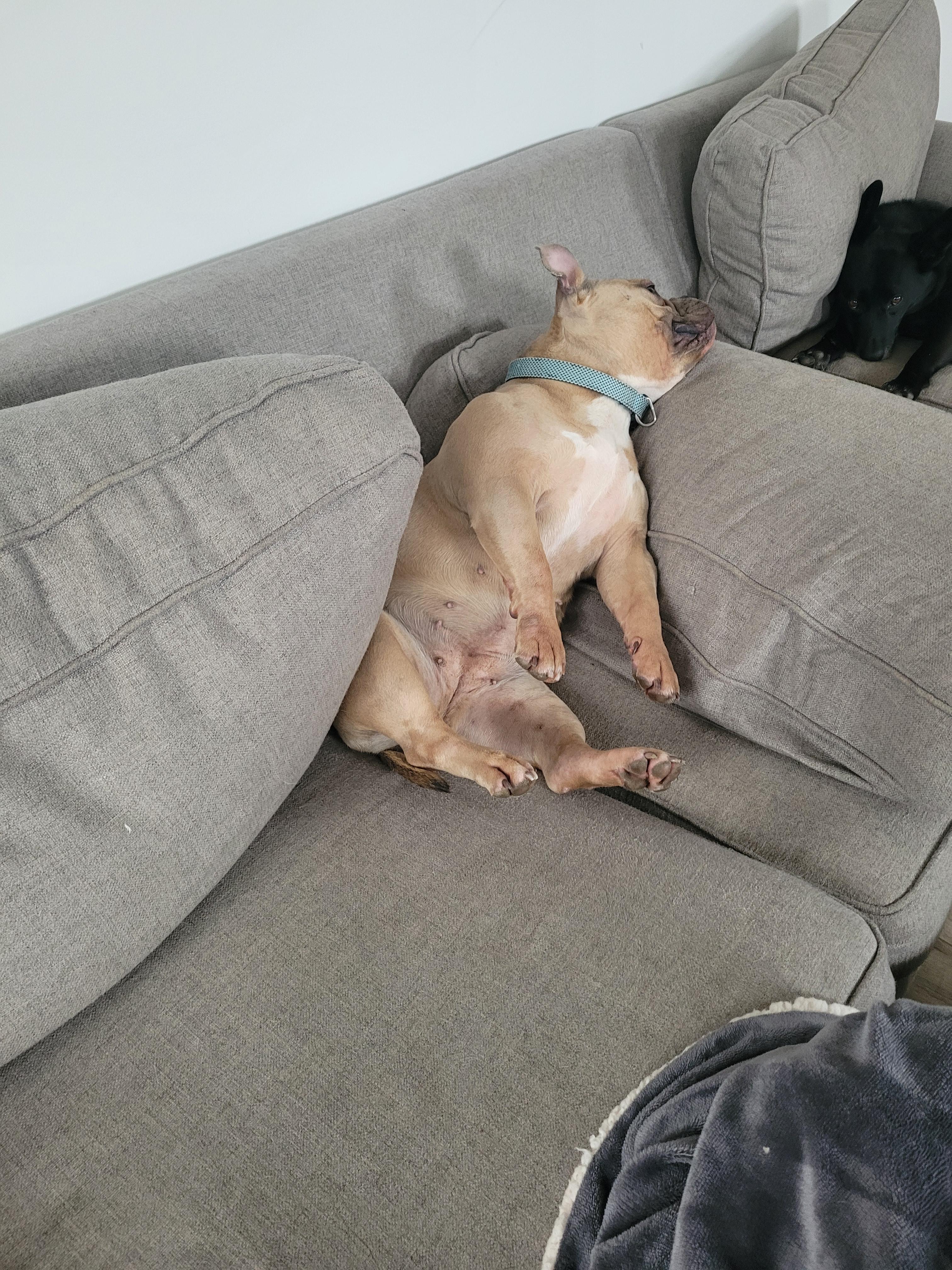 Mango, a Adoptable mixed breed image 3/3