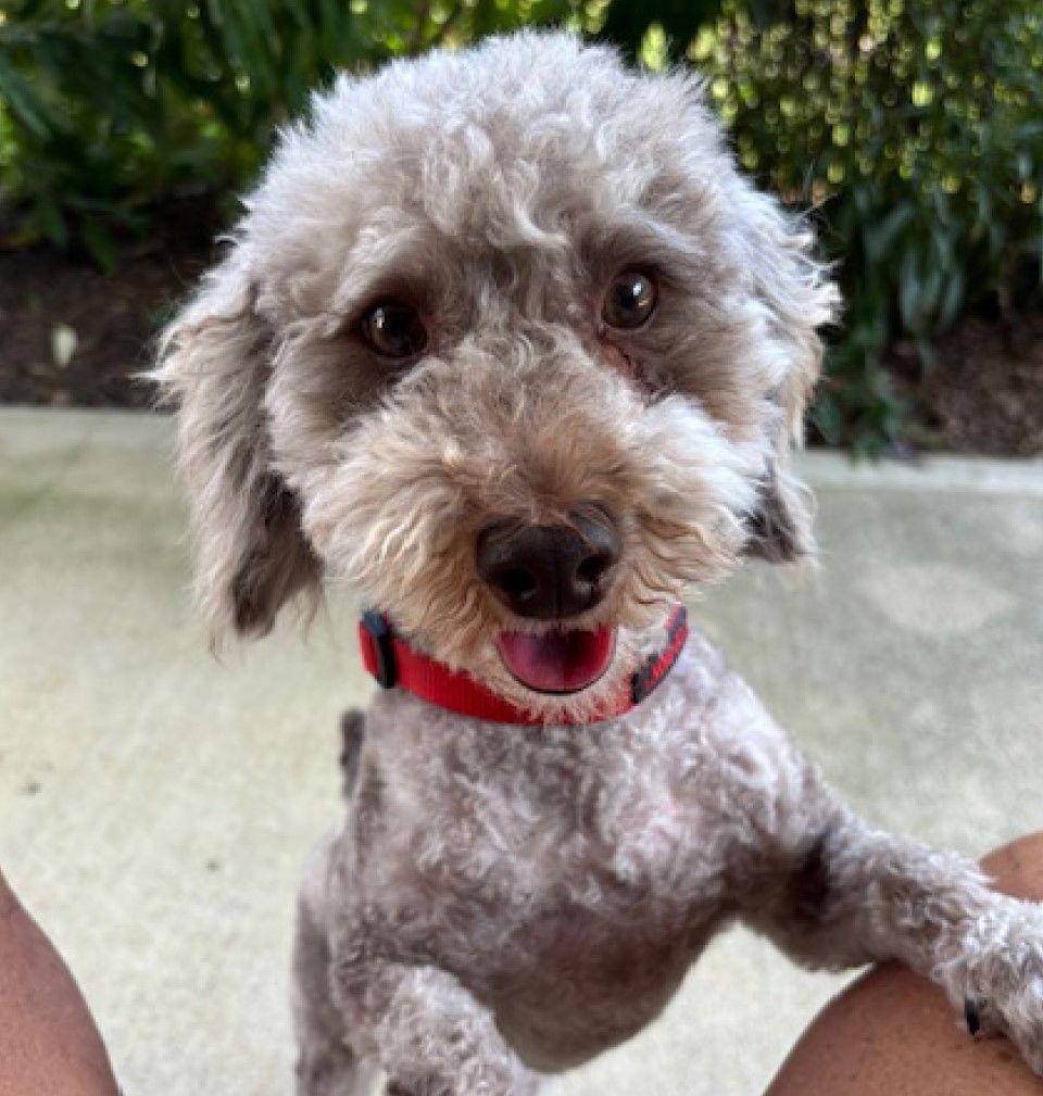 Maverick-ARR, Adopted, Young Male Poodle.