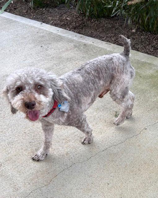 Enlarge Maverick-ARR, a Adopted Poodle in Pataskala, OH image 2/3