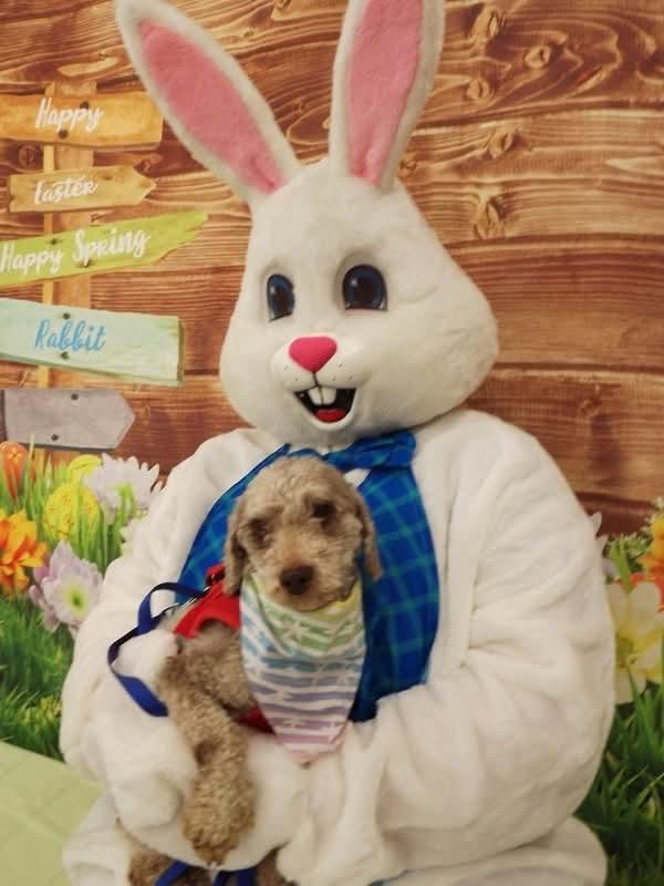 Enlarge Maverick-ARR, a Adopted Poodle in Pataskala, OH image 3/3