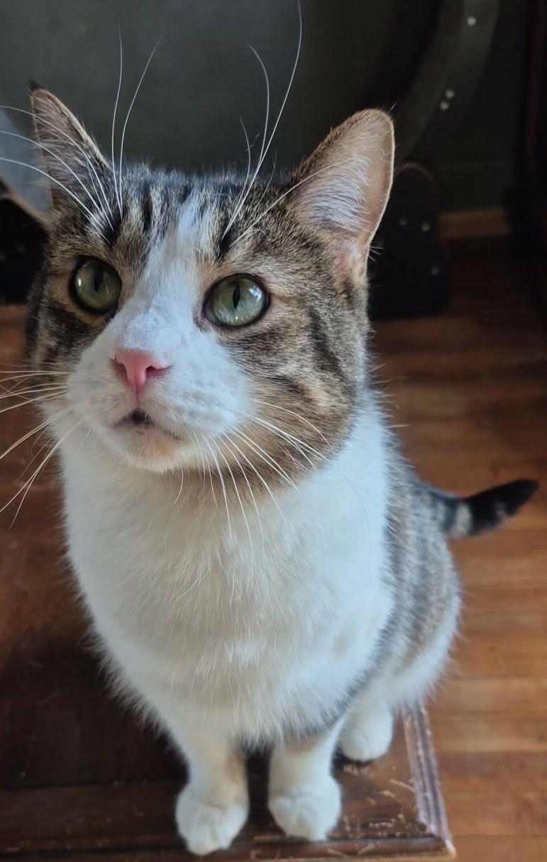 Cupid, ADOPTABLE, Adult Male Domestic Short Hair.