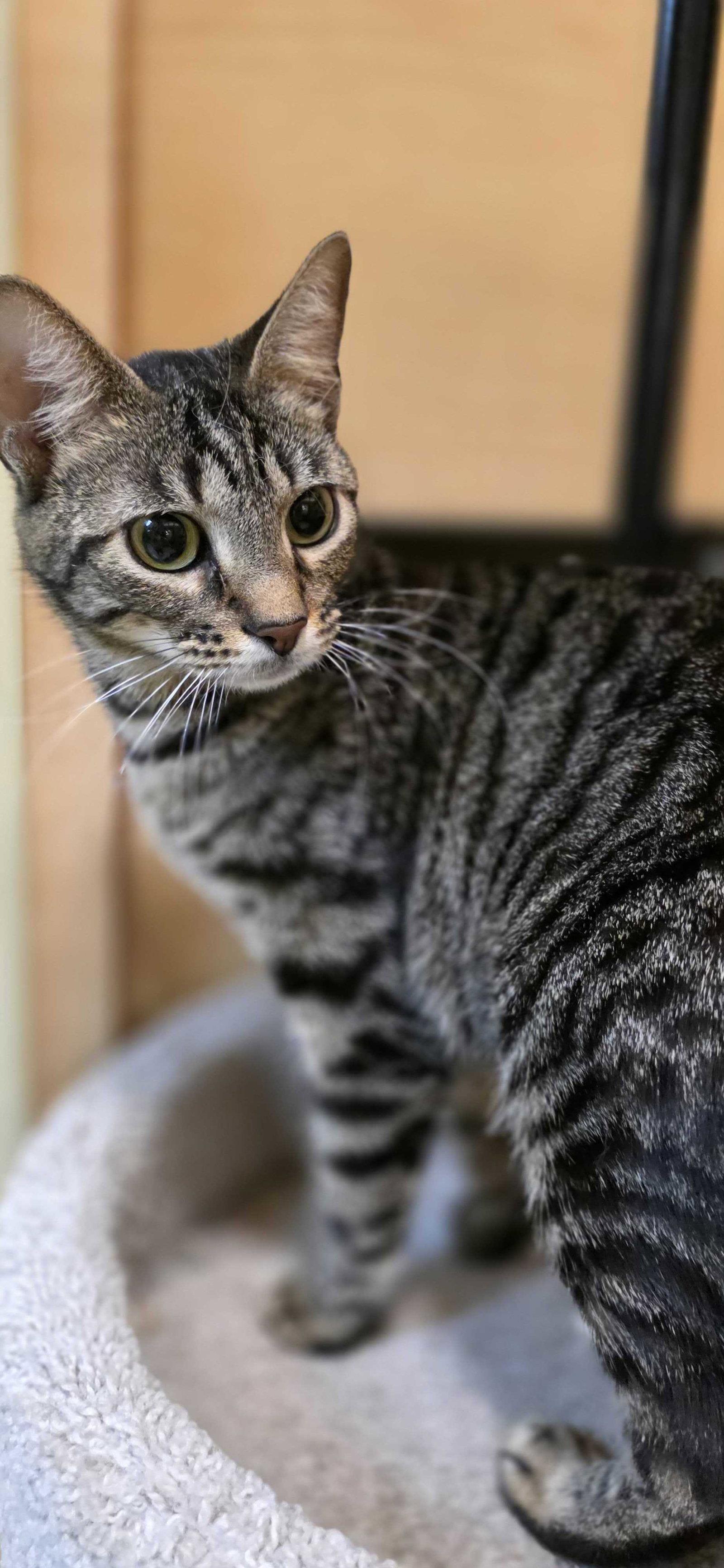 Bubblegum, Adoptable, Adult Female Domestic Short Hair.
