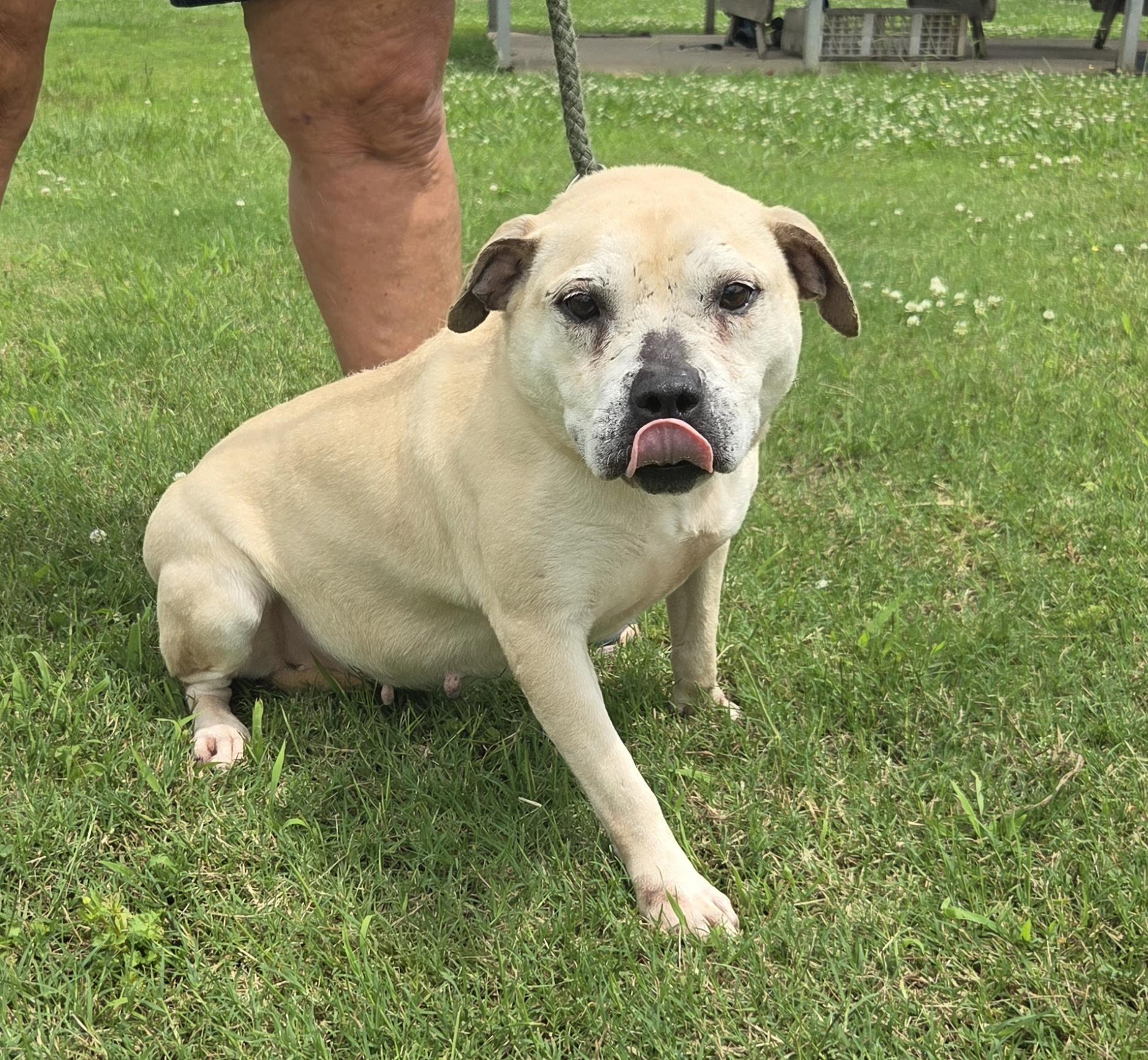 Enlarge Venus, a Adoptable Terrier in Raymond, MS image 4/4