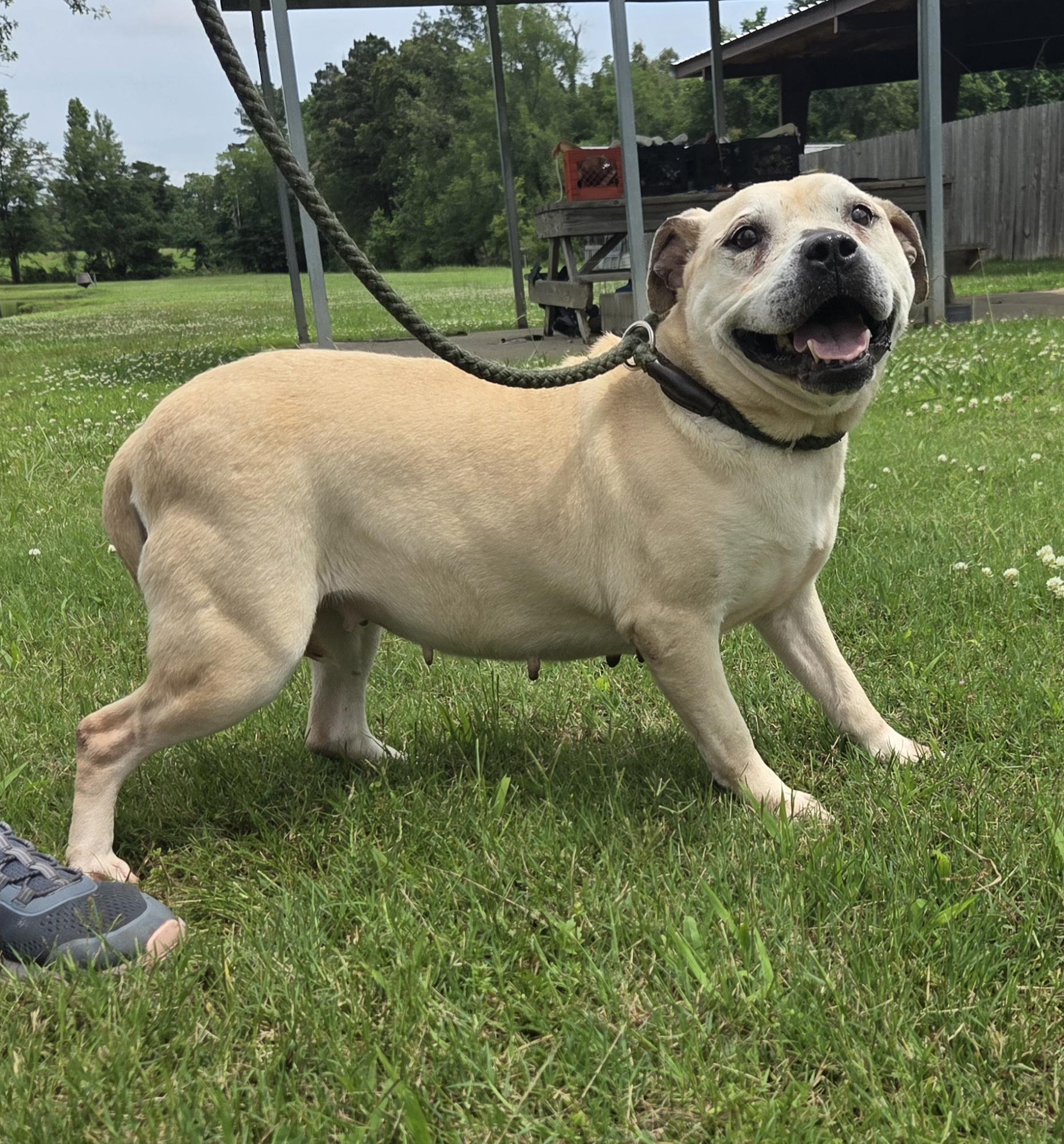 Enlarge Venus, a Adoptable Terrier in Raymond, MS image 1/4