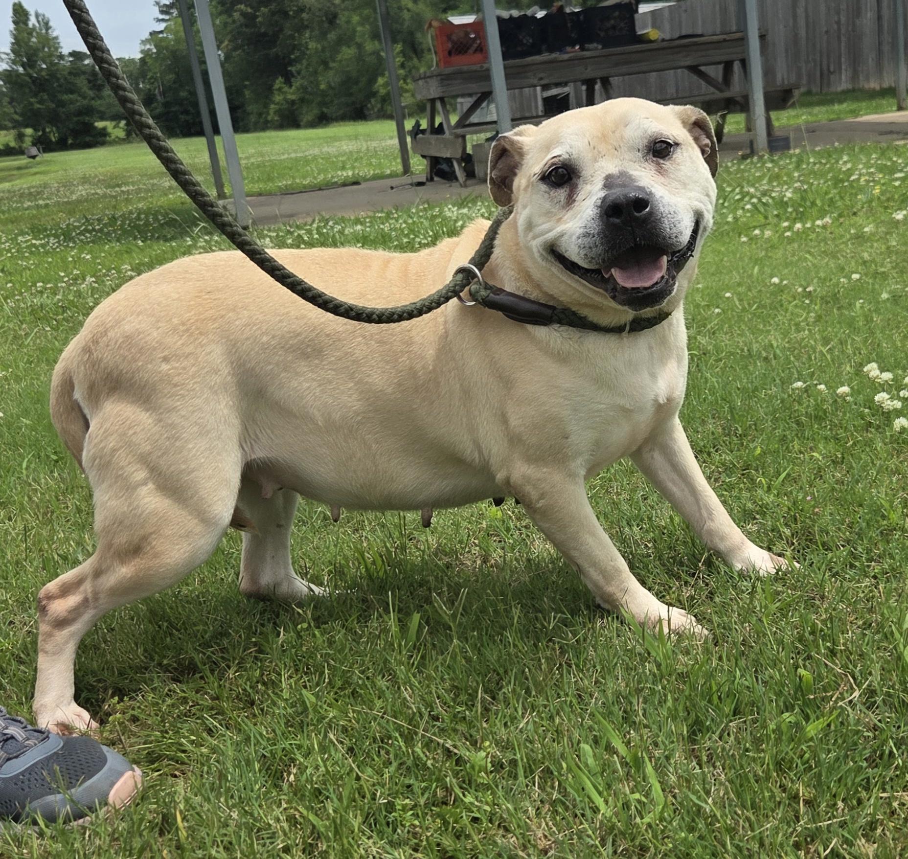 Enlarge Venus, a Adoptable Terrier in Raymond, MS image 3/4