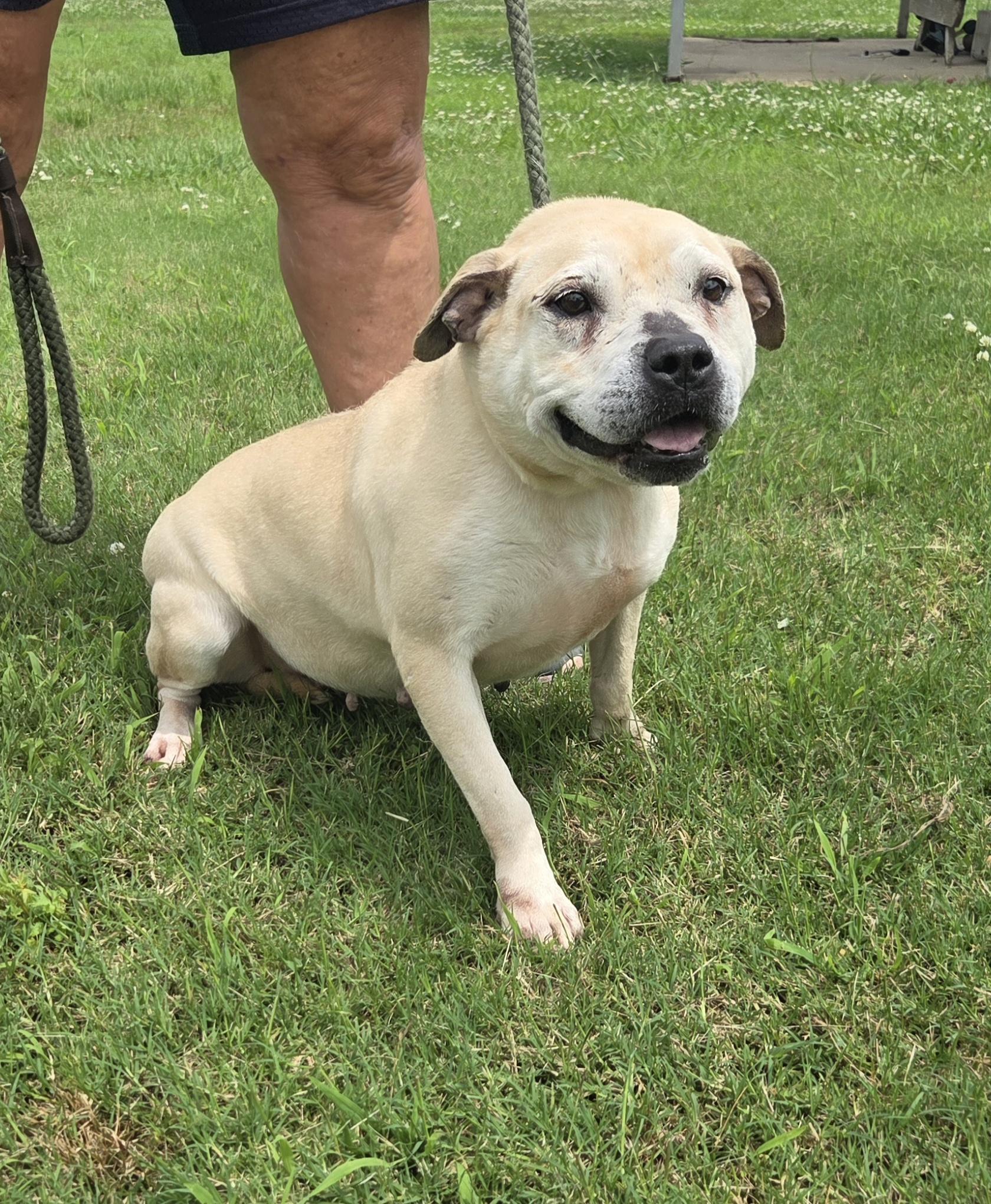 Enlarge Venus, a Adoptable Terrier in Raymond, MS image 2/4