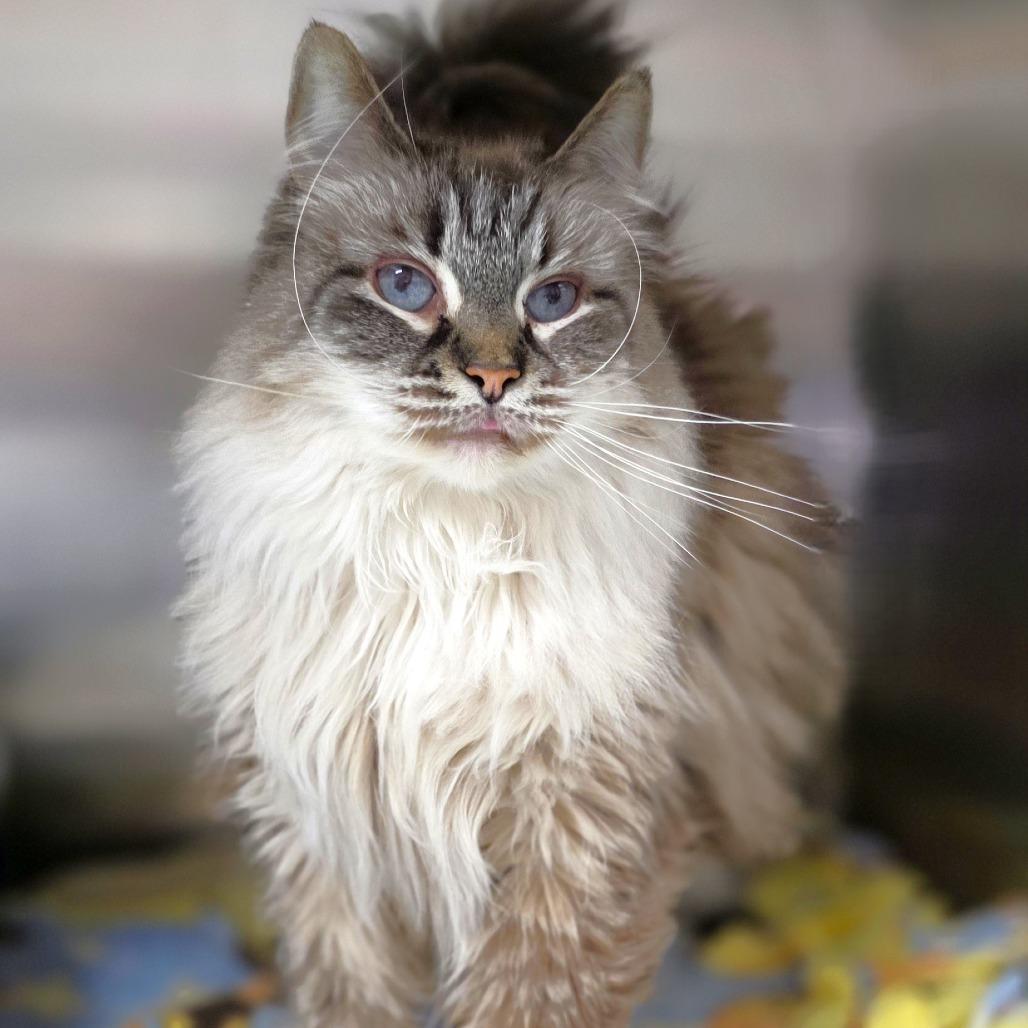Blossom, a Adoptable Siamese in Michigan City, IN image 1/6