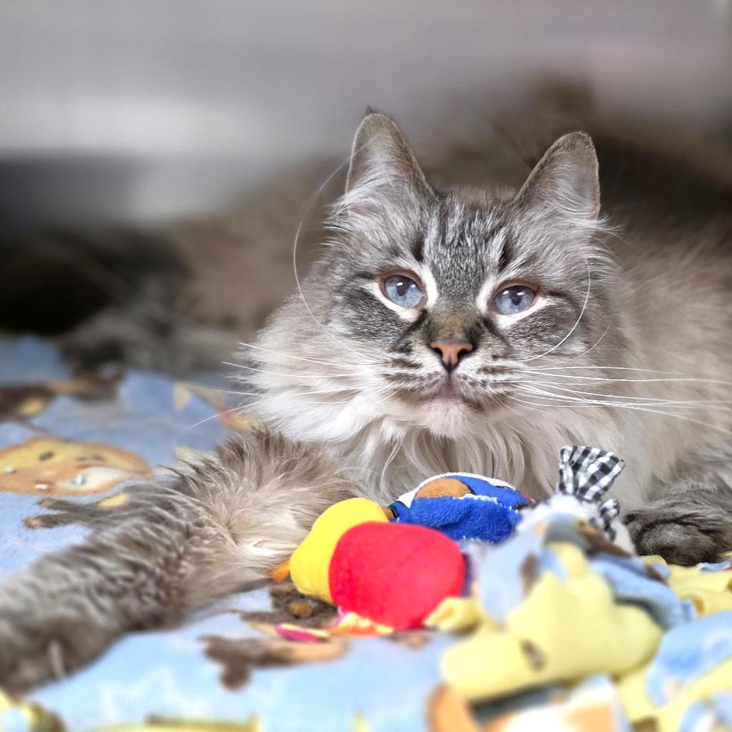 Blossom, a Adoptable Siamese in Michigan City, IN image 2/6