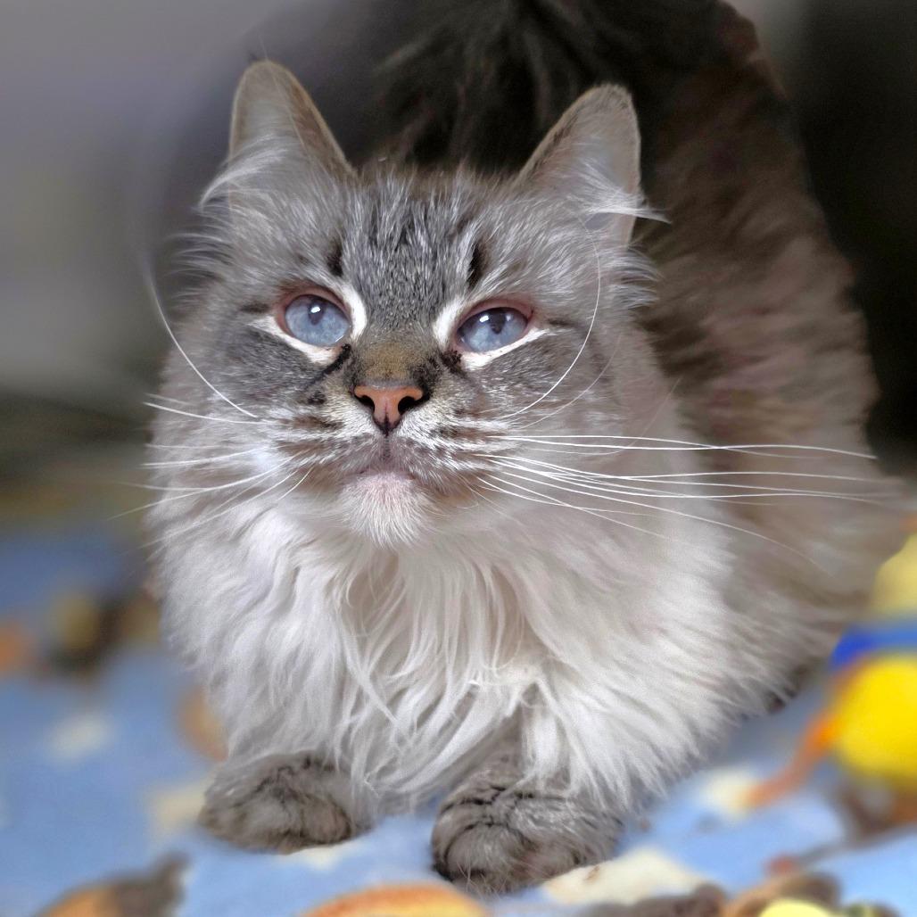 Blossom, a Adoptable Siamese in Michigan City, IN image 3/6