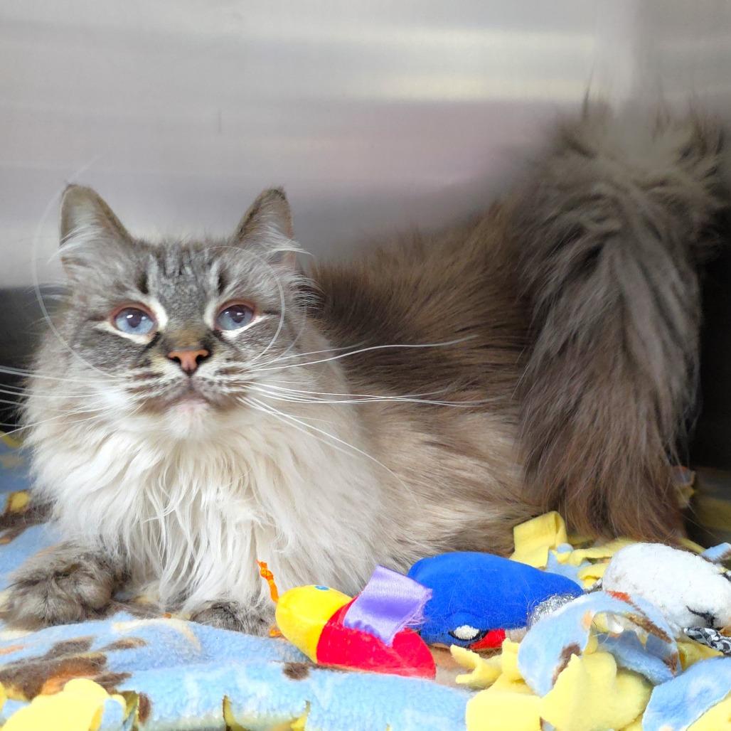 Blossom, a Adoptable Siamese in Michigan City, IN image 4/6