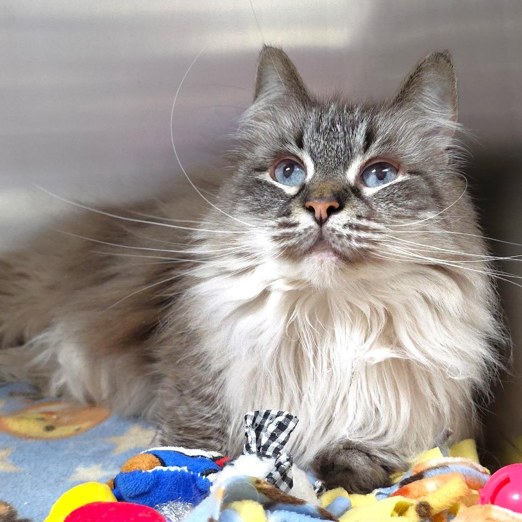 Blossom, a Adoptable Siamese in Michigan City, IN image 5/6