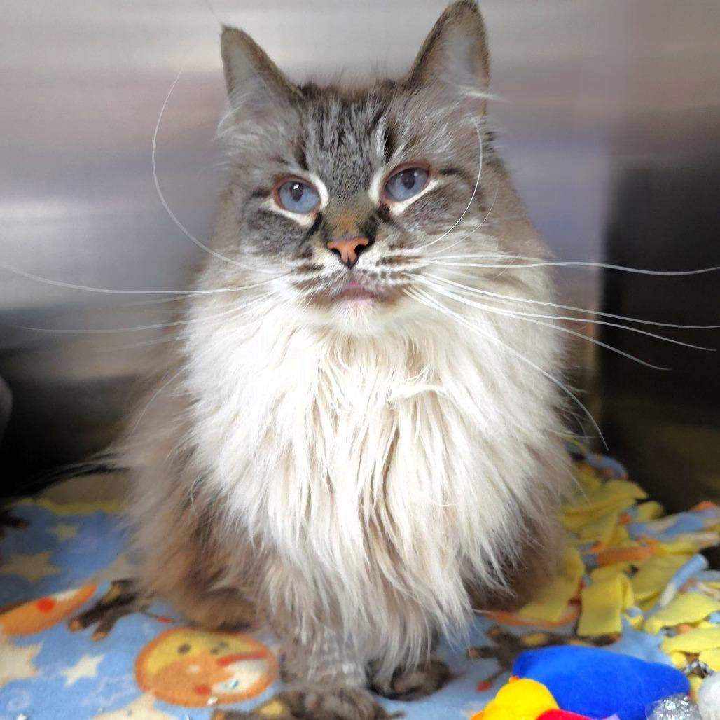 Blossom, a Adoptable Siamese in Michigan City, IN image 6/6