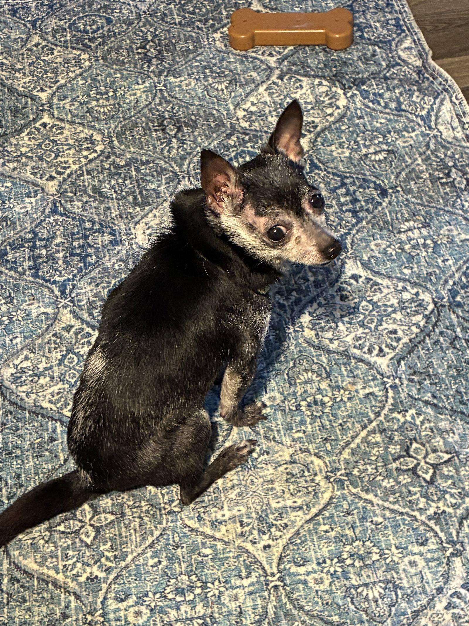 Elvis, Adoptable, Senior Male Chihuahua.