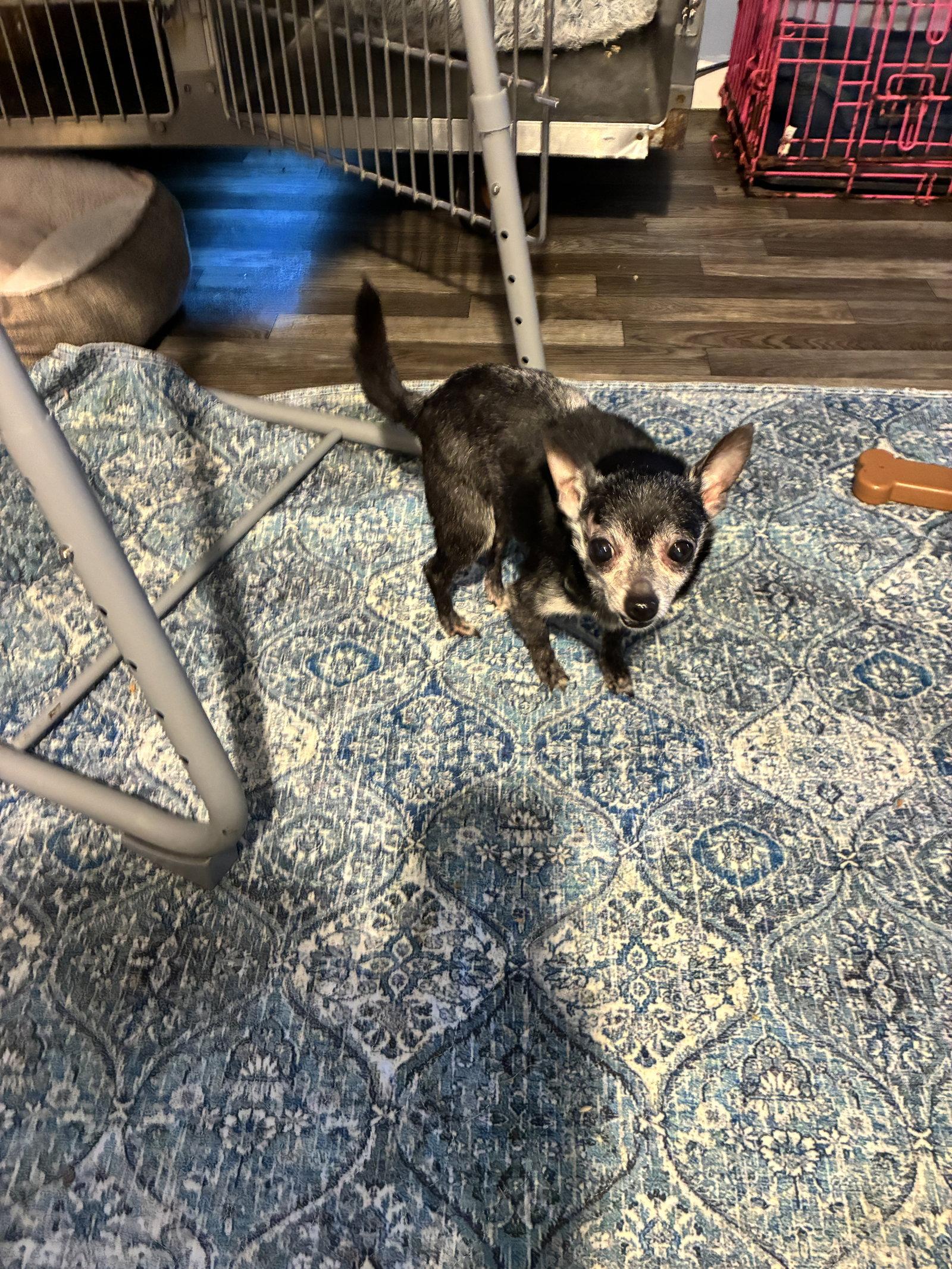 Enlarge Elvis, a Adoptable Chihuahua in Middlesex, NC image 2/3