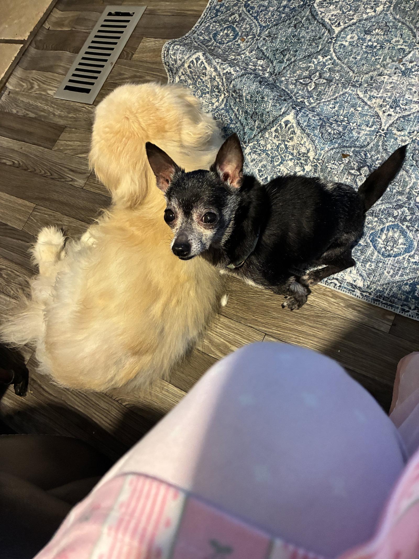 Enlarge Elvis, a Adoptable Chihuahua in Middlesex, NC image 3/3
