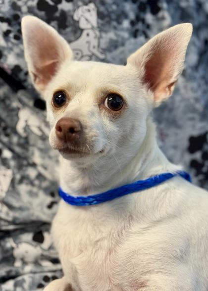 Nellie, a Adoptable mixed breed in Red Bluff, CA image 1/2