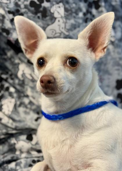 Nellie, a Adoptable mixed breed in Red Bluff, CA image 2/2