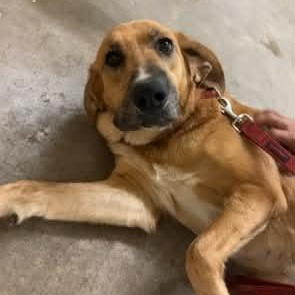 Enlarge FRUIT LOOP 425, an adopted mixed breed in Milwaukee, WI image 2/3