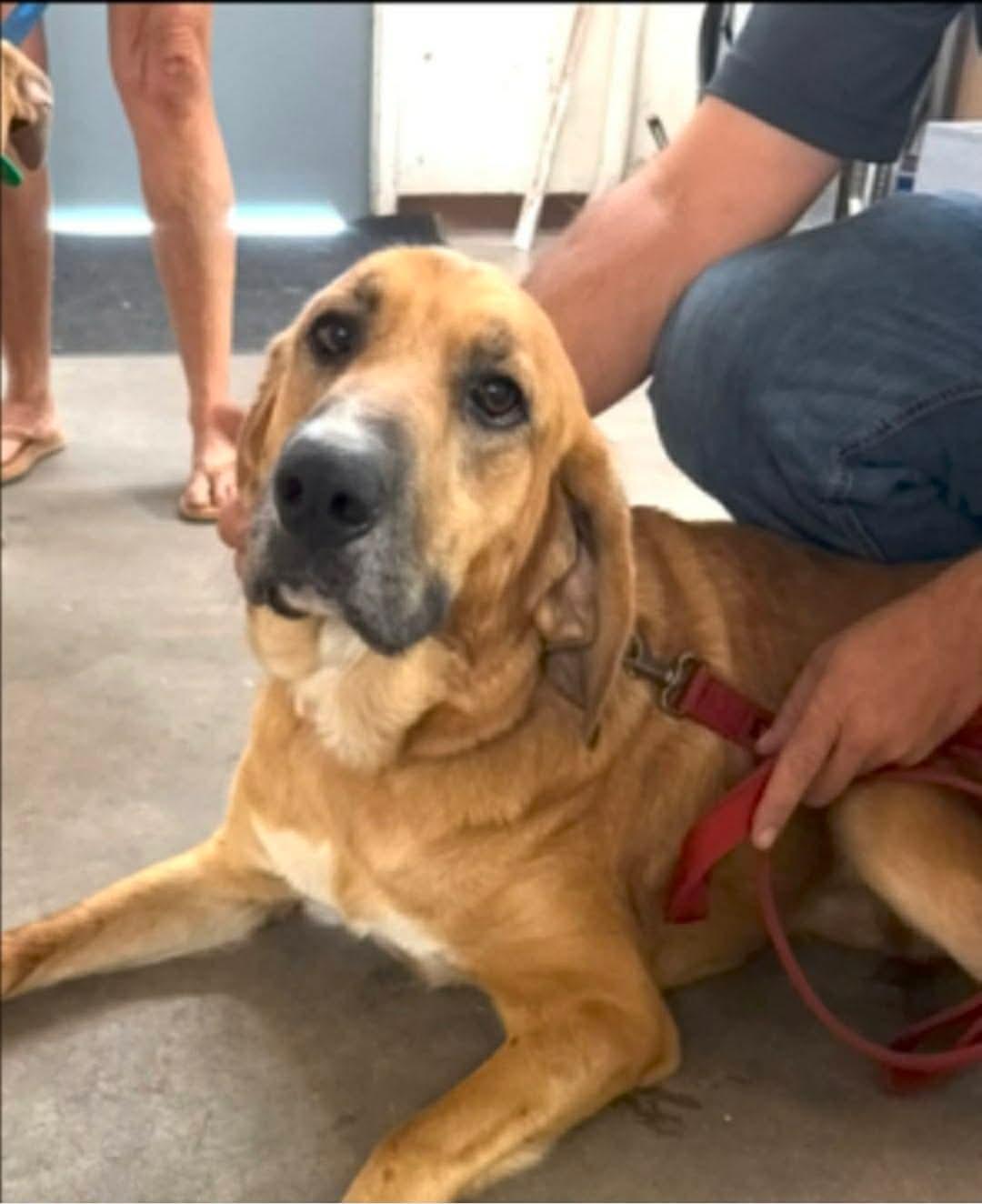 Enlarge FRUIT LOOP 425, an adopted mixed breed in Milwaukee, WI image 1/3