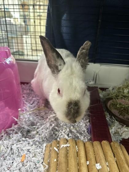 Oswald, Adoptable, Adult Male American.