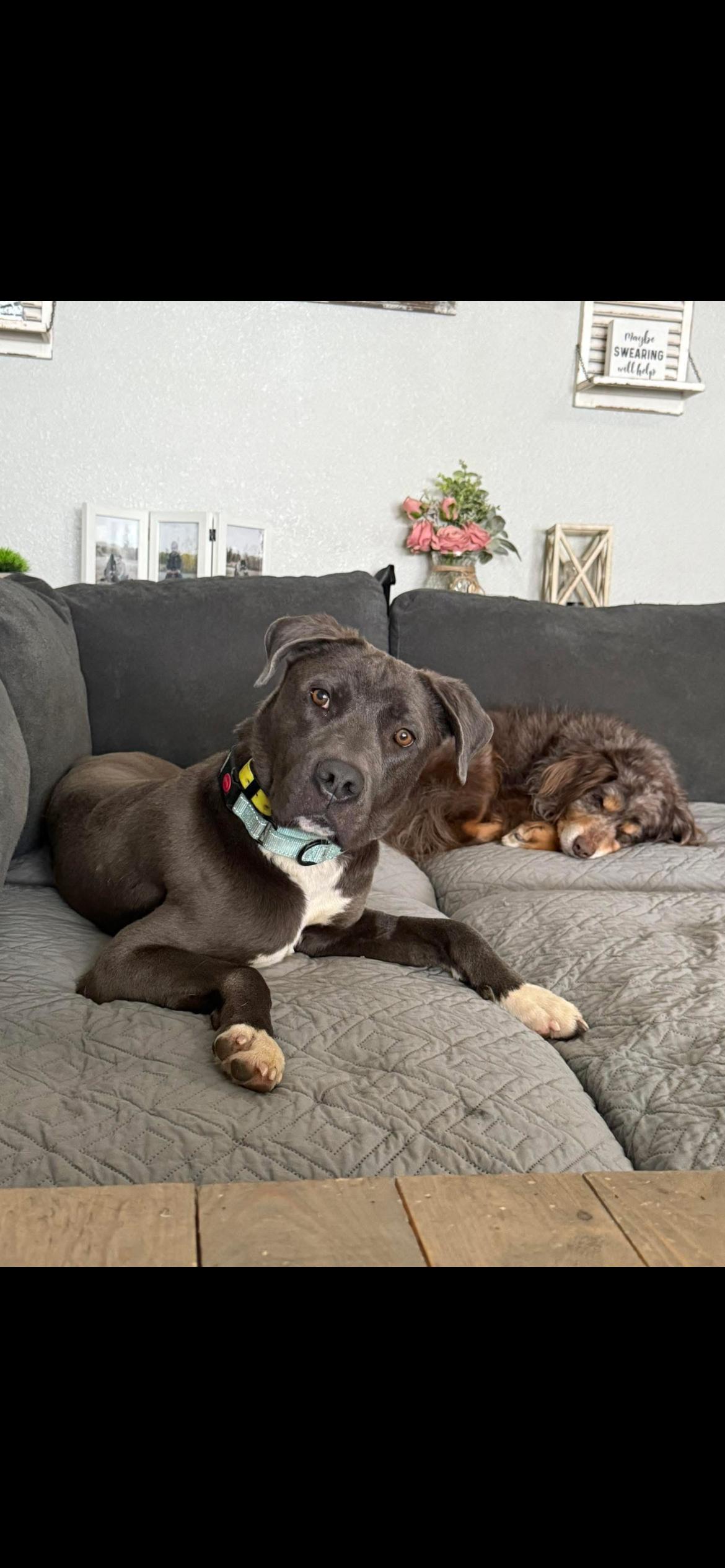Enlarge Stan, a Adoptable Mixed Breed in Polson, MT image 1/3