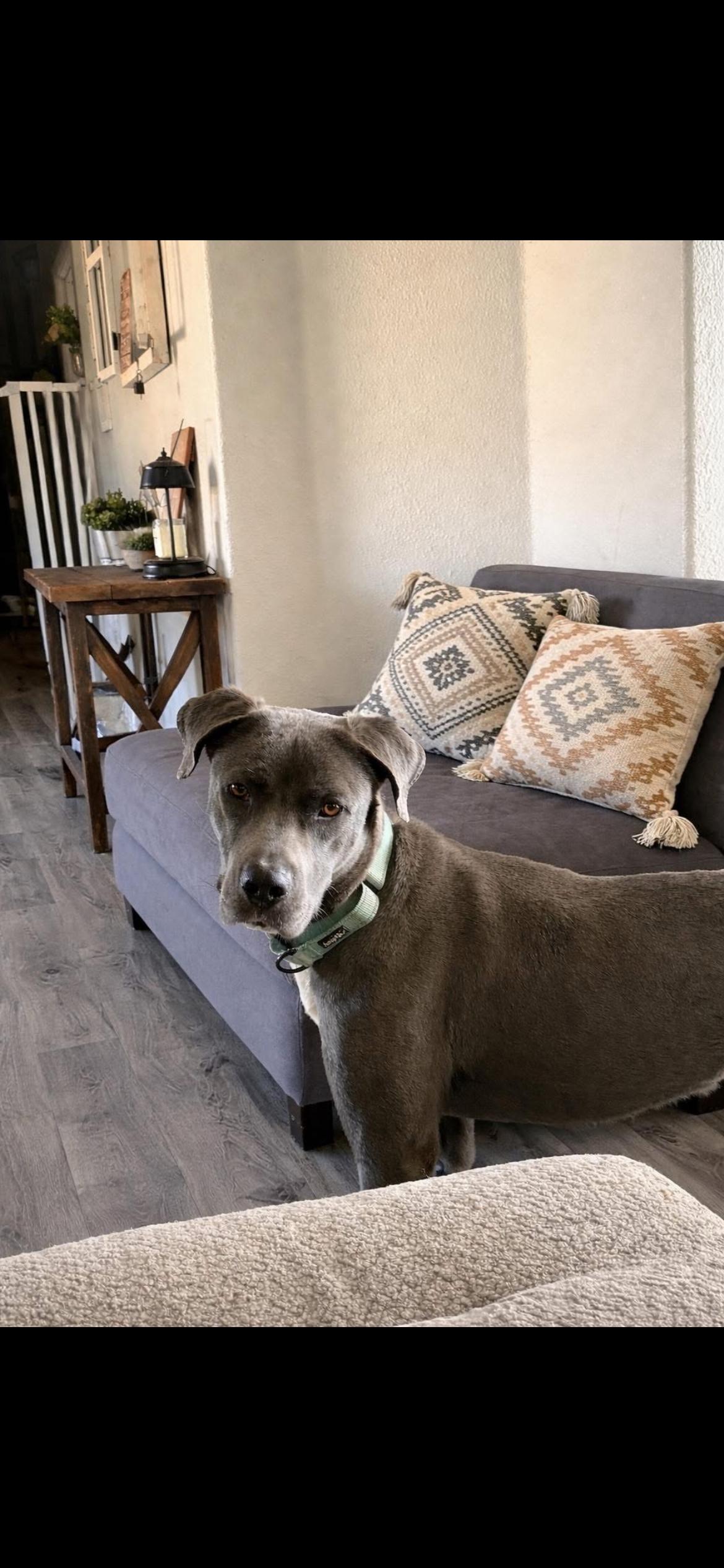 Enlarge Stan, a Adoptable Mixed Breed in Polson, MT image 3/3