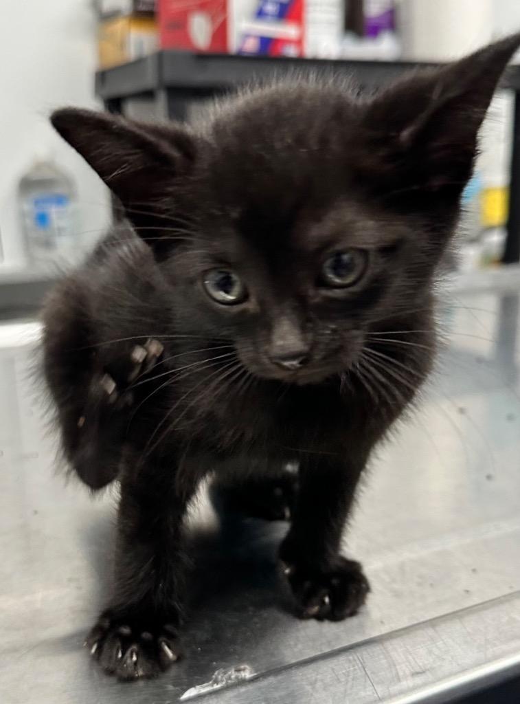 Paul, Adoptable, Kitten Male Domestic Short Hair.