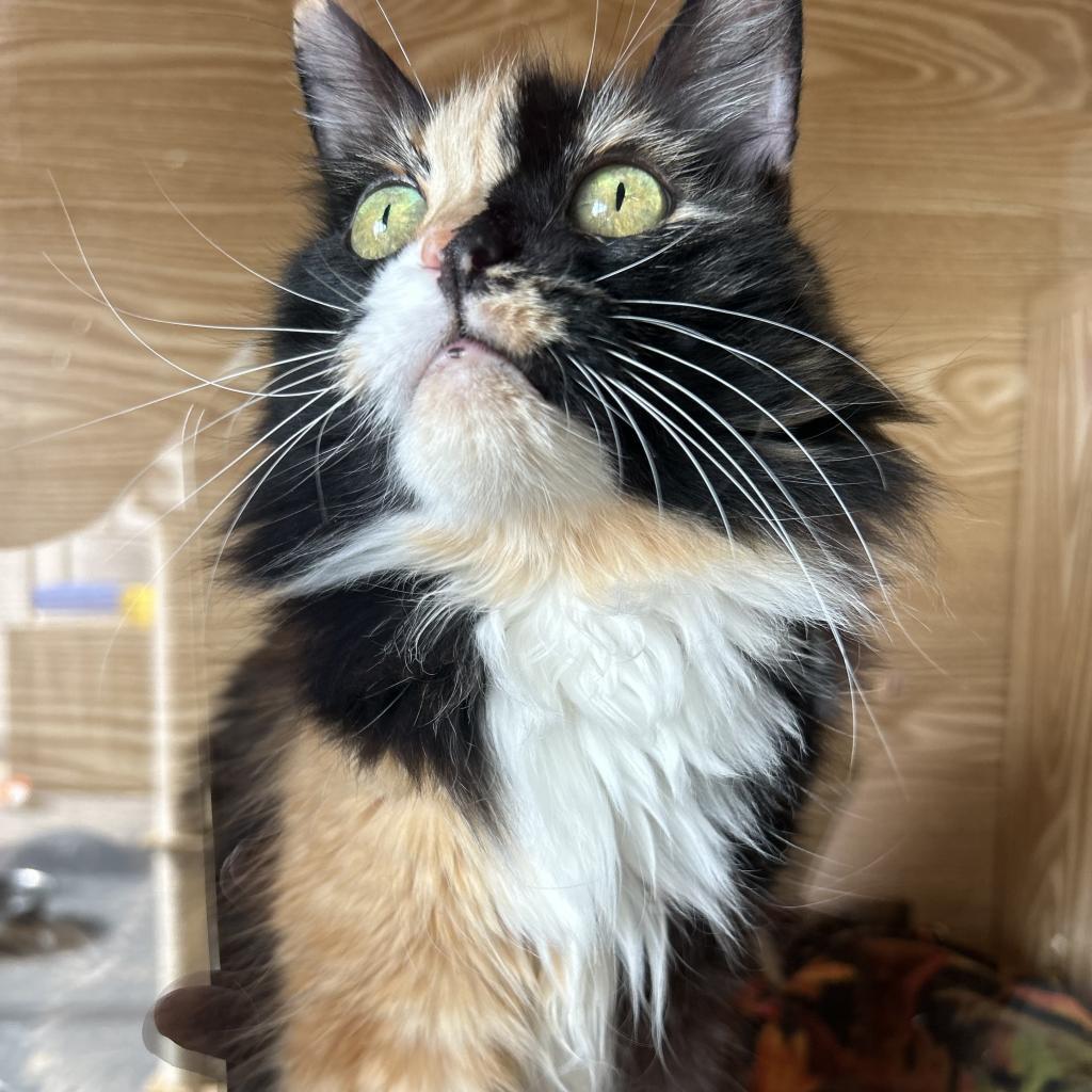Penny, Adoptable, Senior Female Domestic Long Hair.