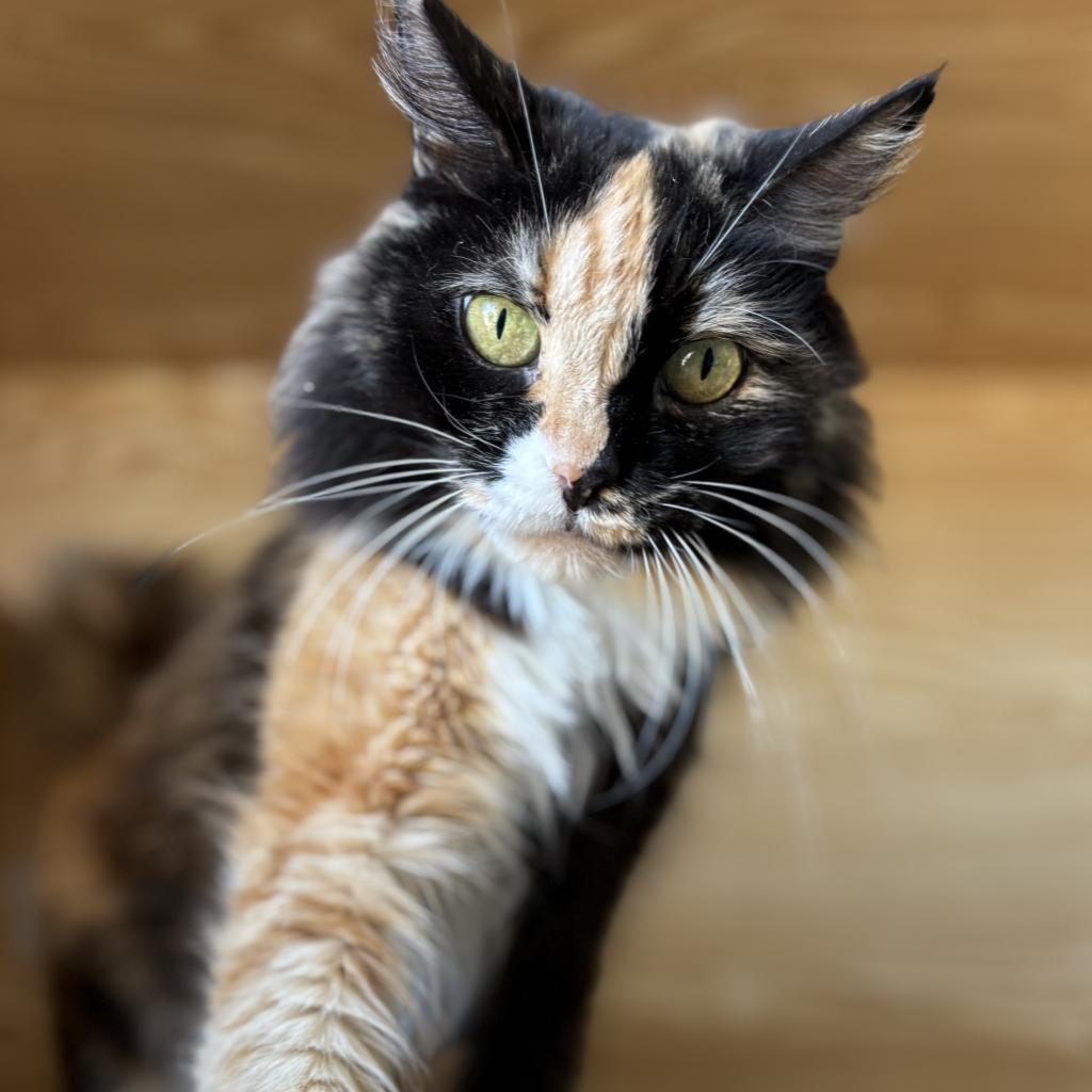 Penny, a Adoptable Domestic Long Hair in Morgan Hill, CA image 2/6