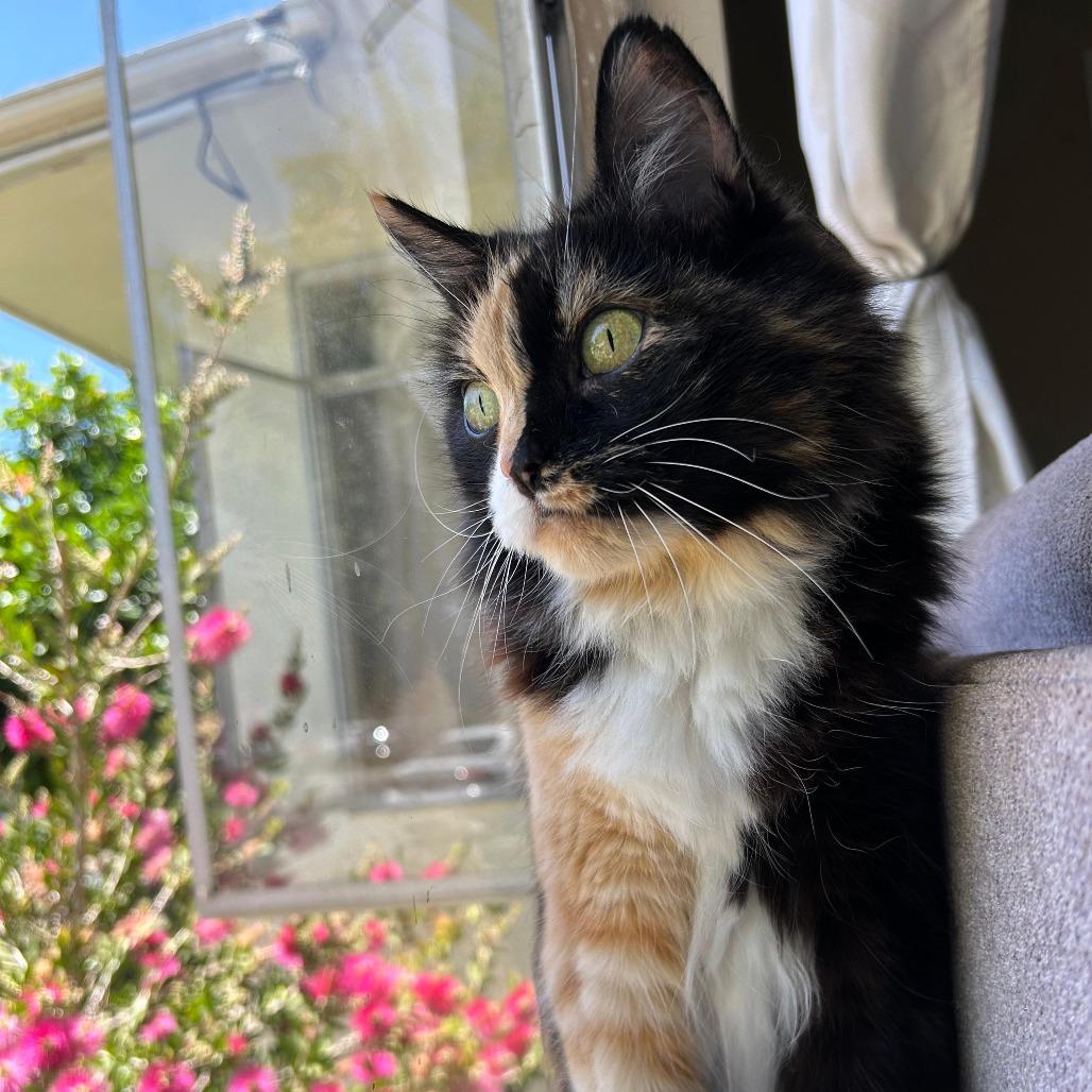 Penny, a Adoptable Domestic Long Hair in Morgan Hill, CA image 3/6