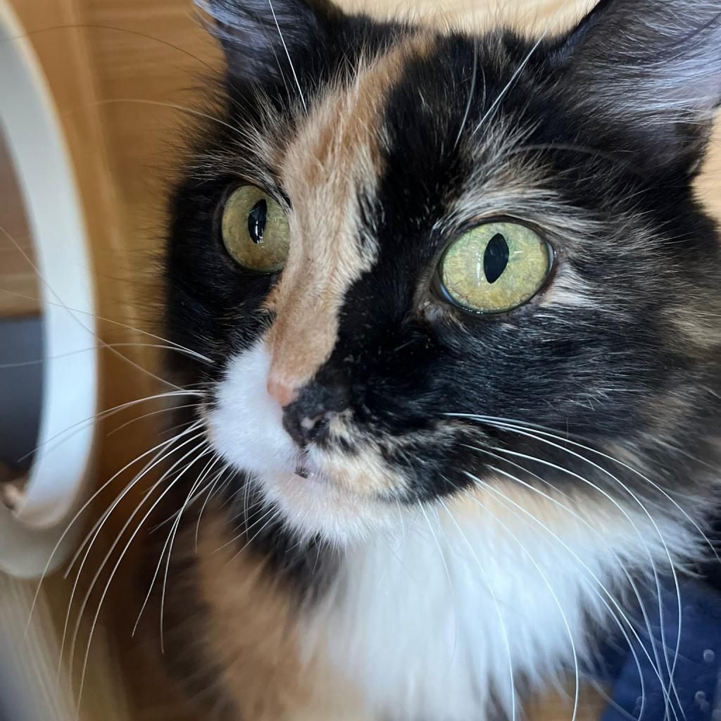 Penny, a Adoptable Domestic Long Hair in Morgan Hill, CA image 5/6