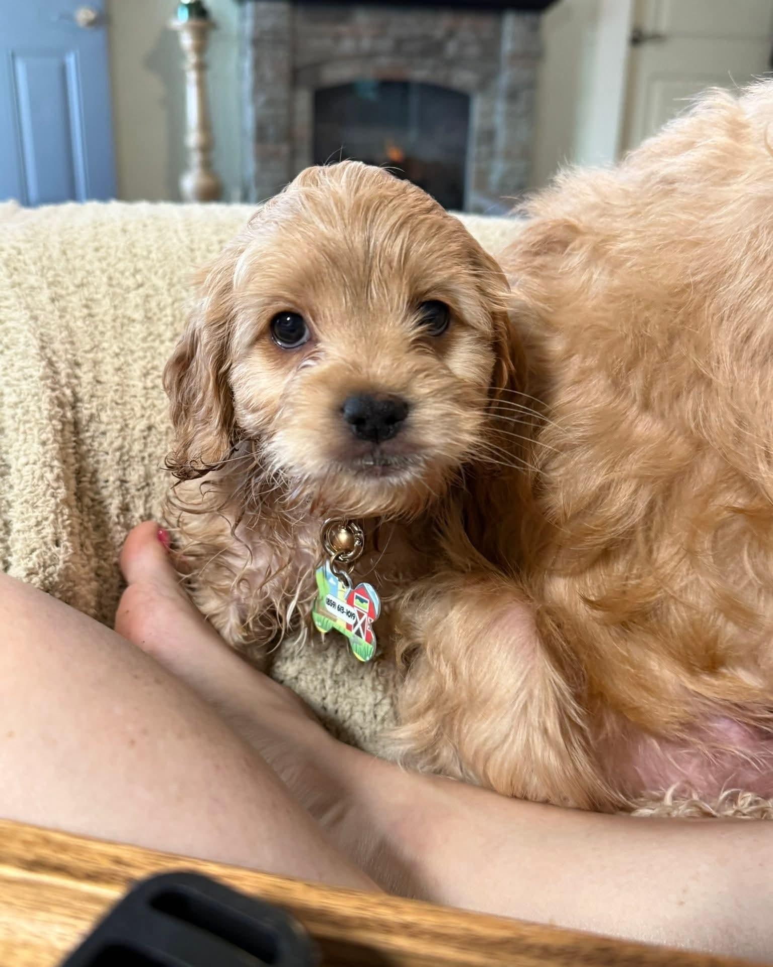 Finn, ADOPTABLE, Puppy Male Cockapoo.