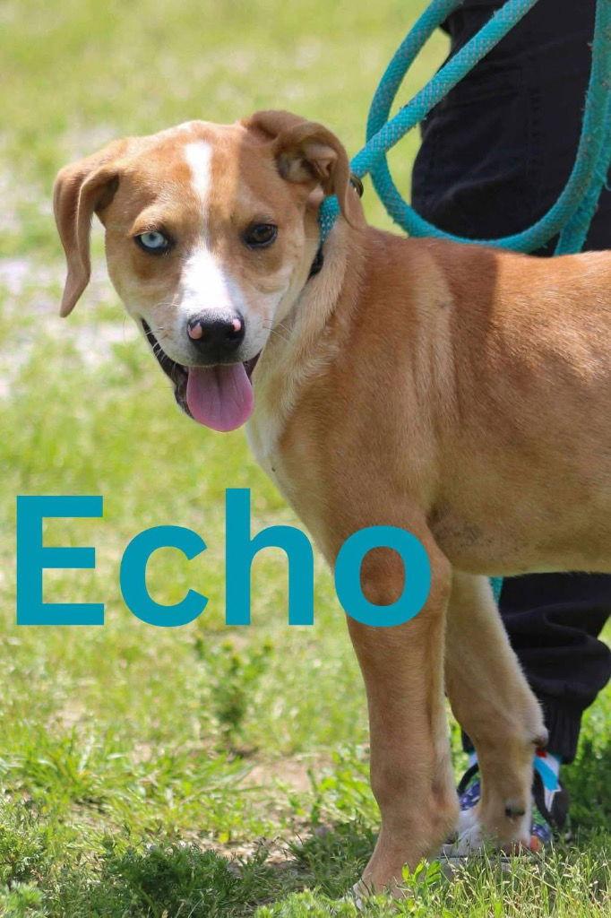 Echo, a Adoptable Husky in Cromwell, KY image 1/2