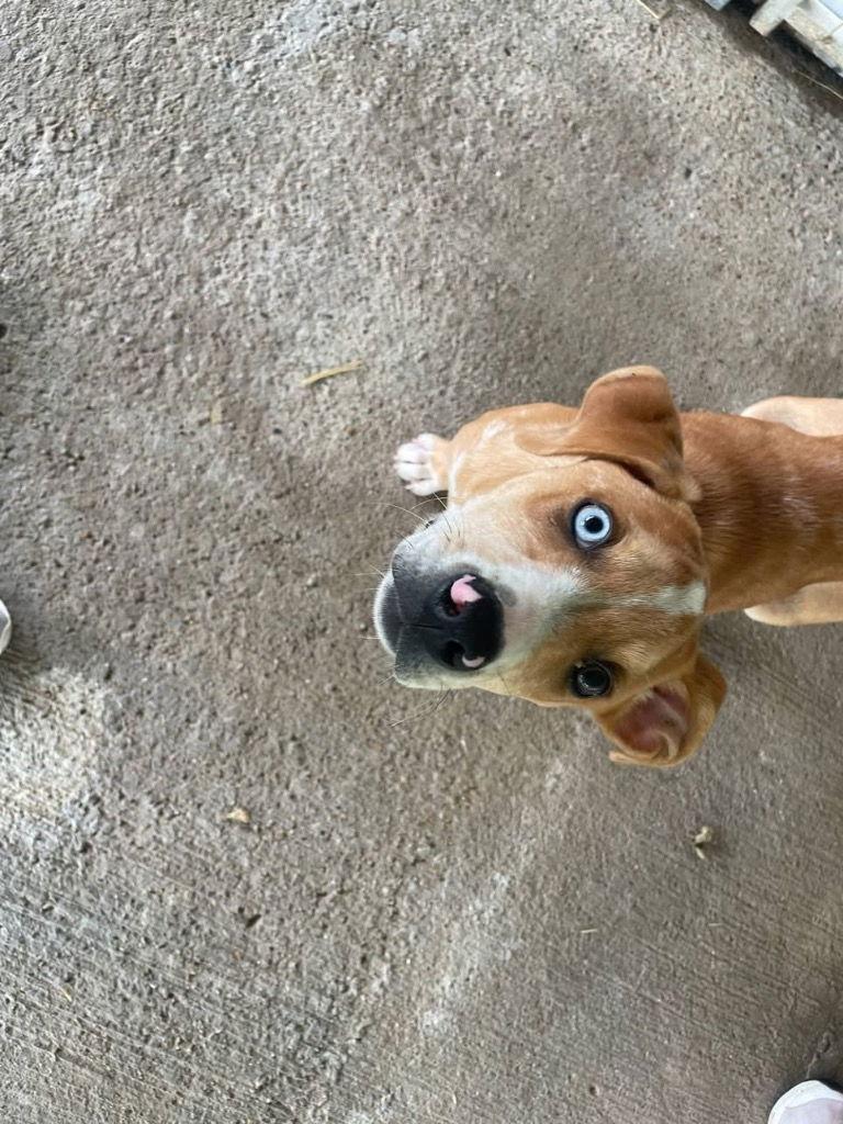 Echo, a Adoptable Husky in Cromwell, KY image 2/2