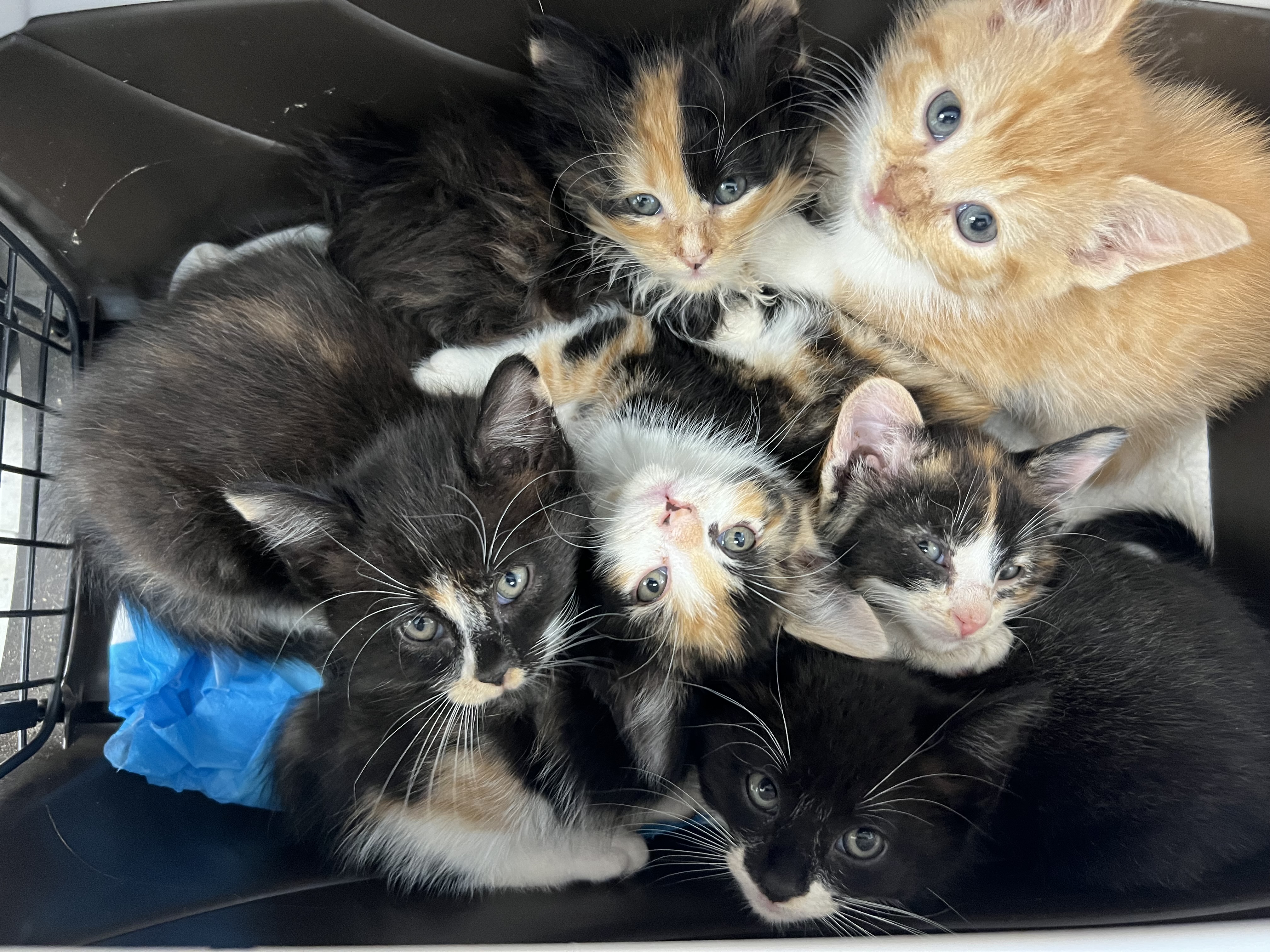 Cat for adoption Mika, a Domestic Short Hair in Syosset, NY Petfinder