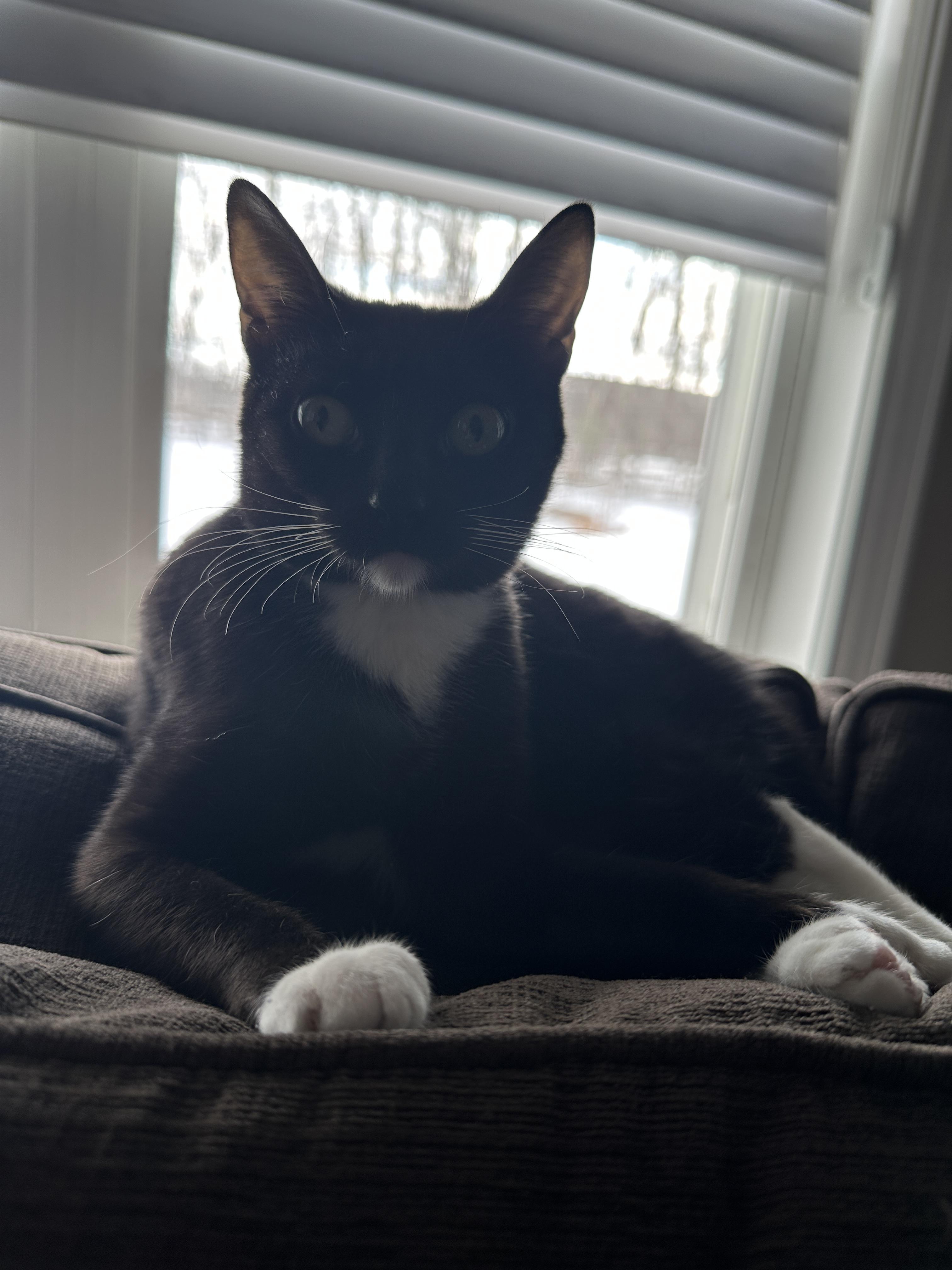 Enlarge Ducky, a Adoptable Domestic Short Hair in Arlington, VA image 6/6