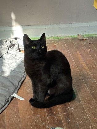 Linda, Adoptable, Adult Female Domestic Short Hair.