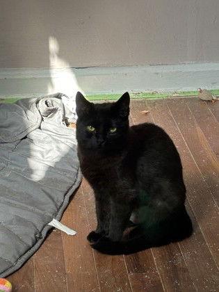 Enlarge Linda, a Adoptable Domestic Short Hair in Newport, KY image 2/2