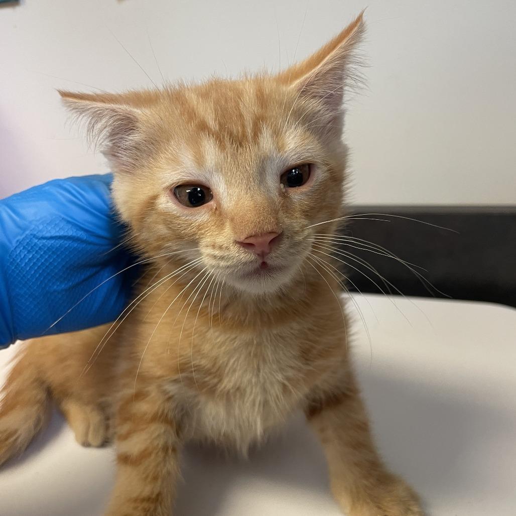 Dale, Adoptable, Young Male Domestic Short Hair.